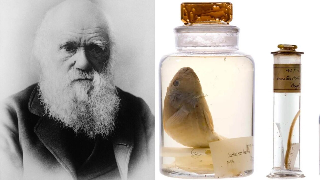 Amostras de Darwin são analisadas sem abrir frascos de 200 anos (Imagem: Pixabay/ The Trustees of The Natural History Museum, London)