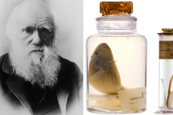 Amostras de Darwin são analisadas sem abrir frascos de 200 anos (Imagem: Pixabay/ The Trustees of The Natural History Museum, London)