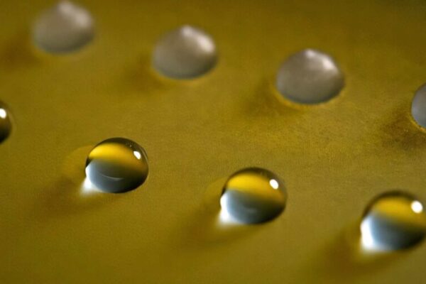 Fungos produzem proteínas capazes de iniciar formação de gelo (Imagem: Boris Vinatzer)