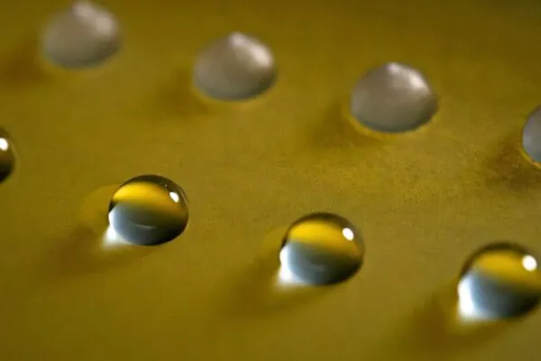 Fungos produzem proteínas capazes de iniciar formação de gelo (Imagem: Boris Vinatzer)