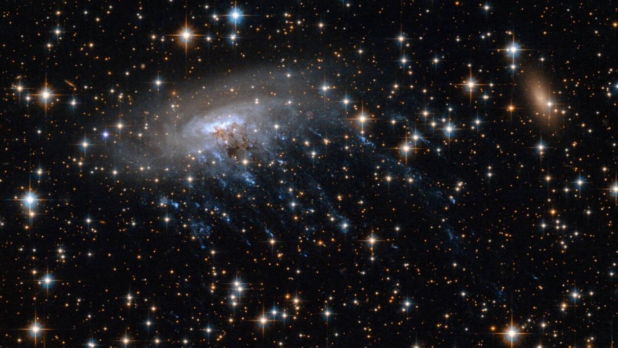 A espiral ESO 137-001 exibe filamentos azuis como tentáculos cósmicos (Imagem: NASA, ESA)