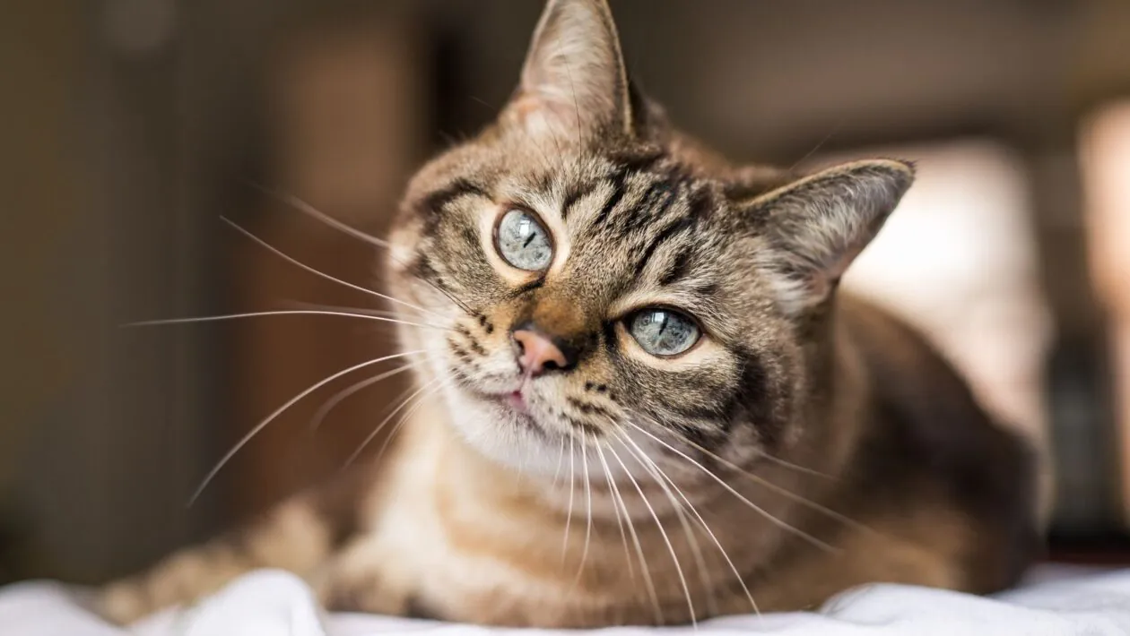 Acidentes e doenças ameaçam gatos que vagam livres. (Foto: Getty Images via Canva)
