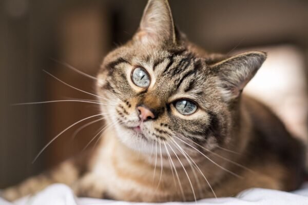 Acidentes e doenças ameaçam gatos que vagam livres. (Foto: Getty Images via Canva)
