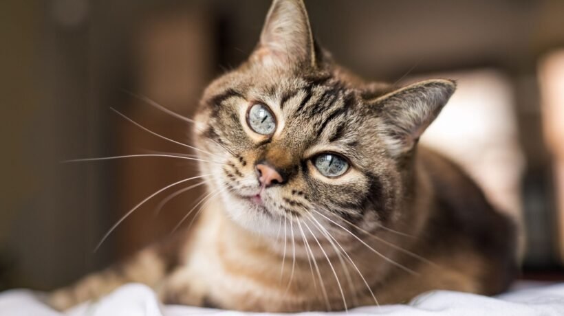 Acidentes e doenças ameaçam gatos que vagam livres. (Foto: Getty Images via Canva)