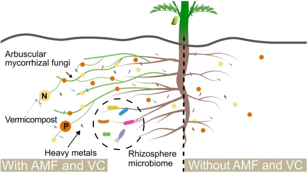 Micorrizas ampliam raízes do grão-de-bico e reduzem metais tóxicos (Imagem: Atkin, J., Pierson, E., Gentry, T. et al./ Scientific Reports/ CC BY-SA 4.0)