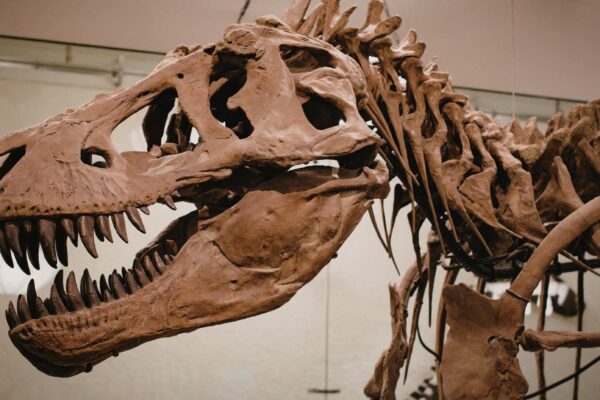 Museu simula odor do hálito do T. rex para visitantes (Imagem: Elisabeta Dirjan's Images via Canva)