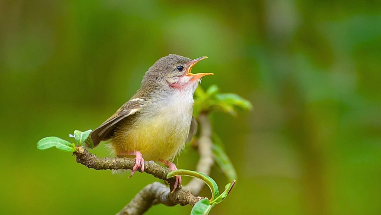 Frio e chuva extremos afetam crescimento de filhotes de aves (Imagem: Getty Images via Canva)