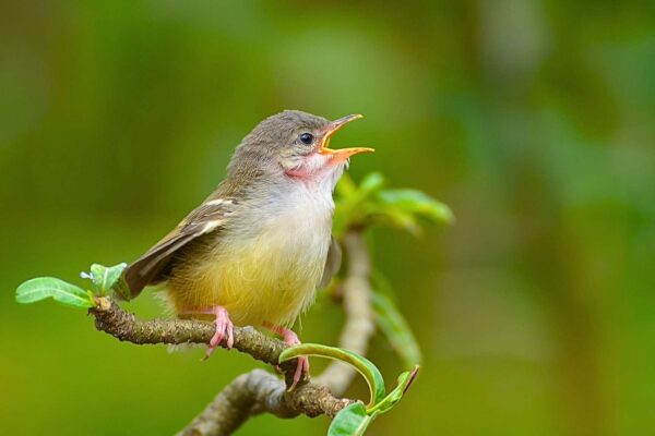 Frio e chuva extremos afetam crescimento de filhotes de aves (Imagem: Getty Images via Canva)