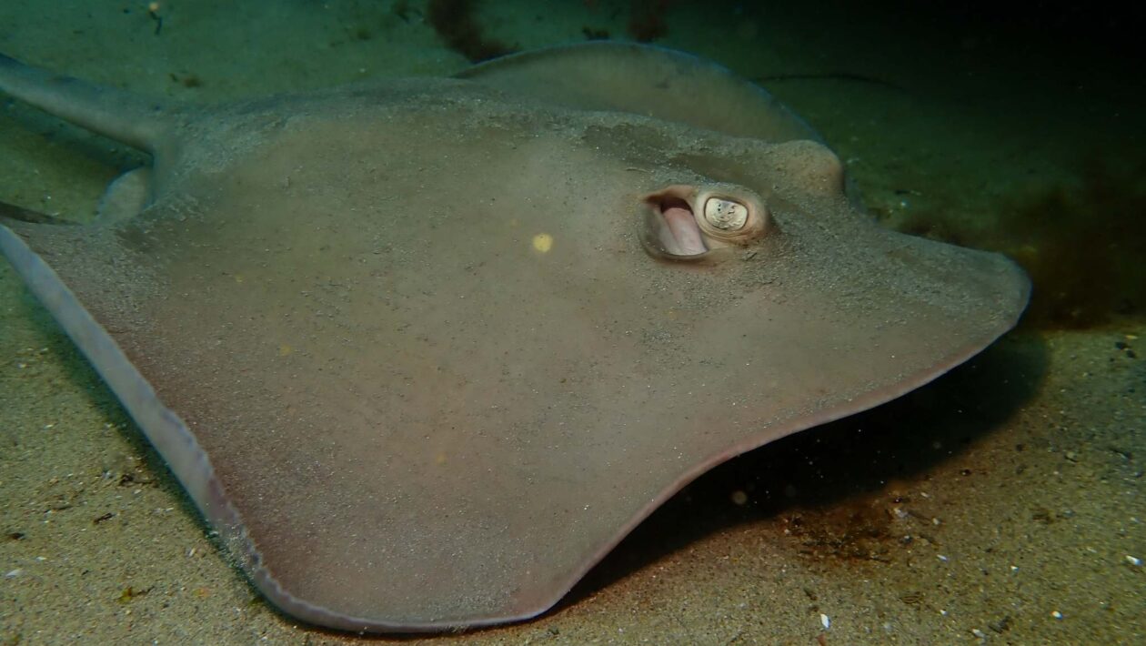 Inteligência artificial acelera descoberta de ecossistemas profundos (Imagem: Getty Images via Canva)