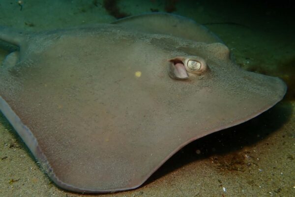 Inteligência artificial acelera descoberta de ecossistemas profundos (Imagem: Getty Images via Canva)
