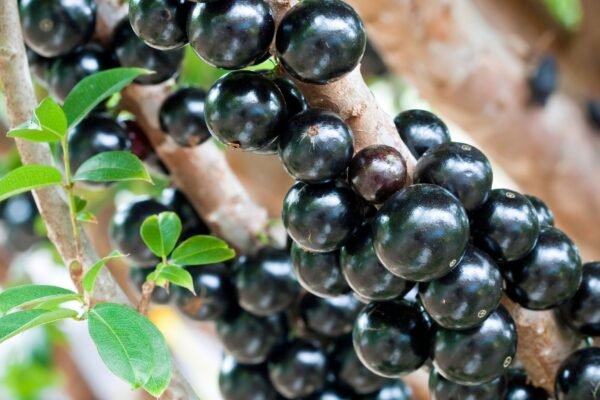 Compostos da jabuticaba beneficiam o cérebro. ( Foto: Getty Images via Canva)