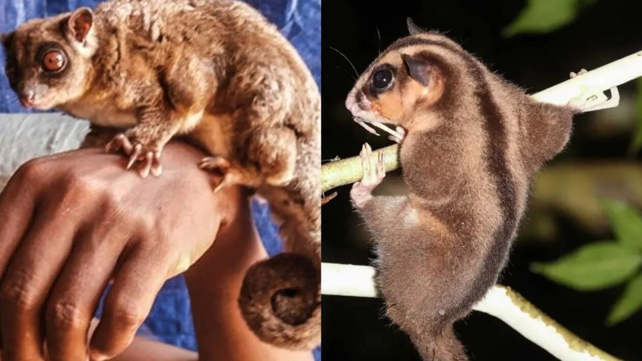 Marsupiais extintos há 6 mil anos são redescobertos na Nova Guiné (Imagem: Arman Muharmansyah (à esquerda)/ Carlos Bocos (à direita) - CC BY-SA 4.0)