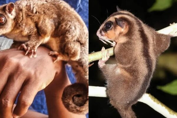 Marsupiais extintos há 6 mil anos são redescobertos na Nova Guiné (Imagem: Arman Muharmansyah (à esquerda)/ Carlos Bocos (à direita) - CC BY-SA 4.0)