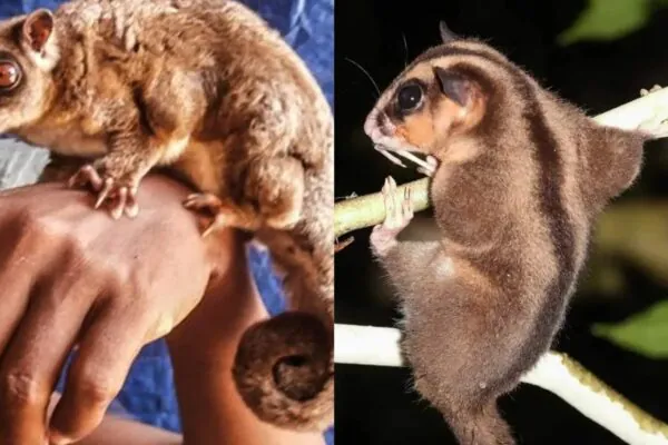Marsupiais extintos há 6 mil anos são redescobertos na Nova Guiné (Imagem: Arman Muharmansyah (à esquerda)/ Carlos Bocos (à direita) - CC BY-SA 4.0)