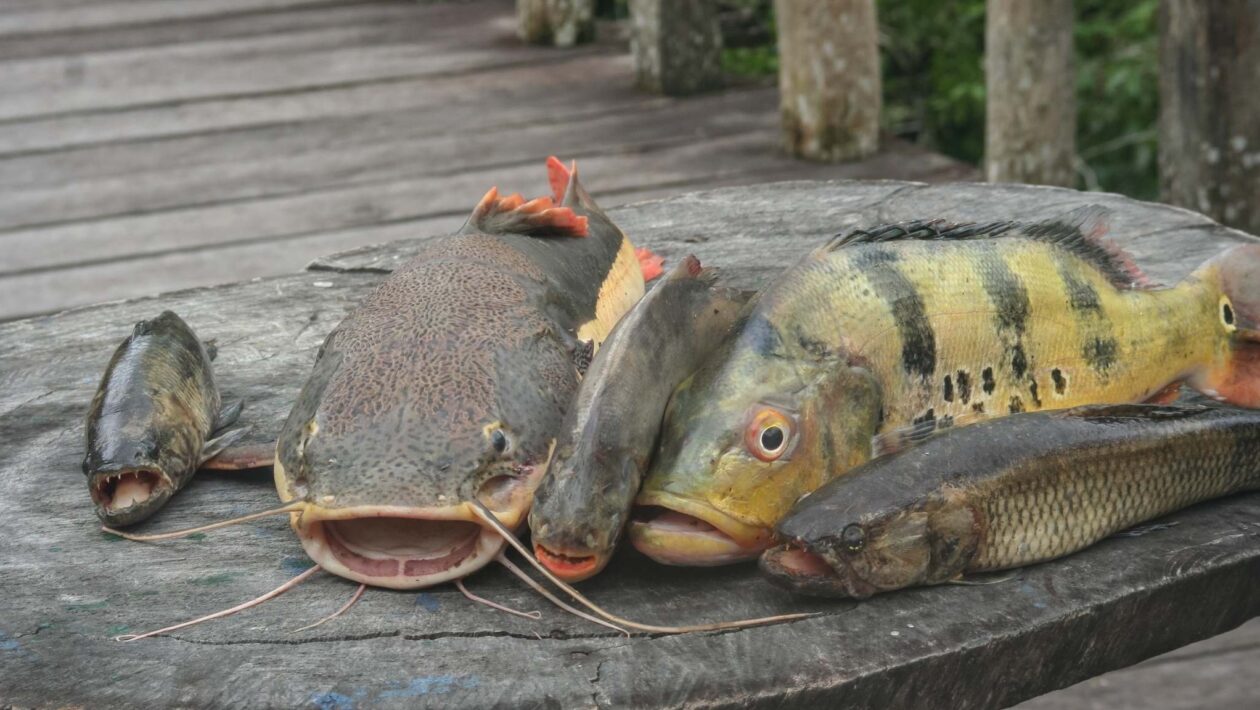 Metais tóxicos em peixes da Amazônia preocupam saúde ribeirinha (Imagem: Getty Images via Canva)