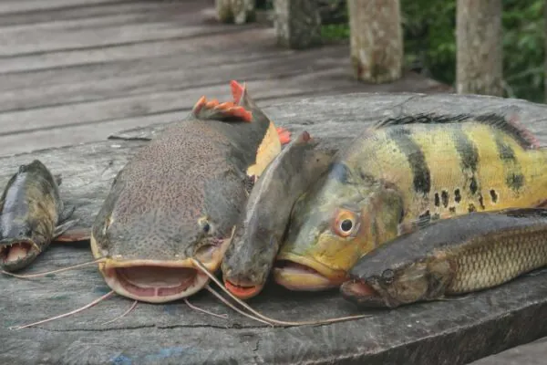 Metais tóxicos em peixes da Amazônia preocupam saúde ribeirinha (Imagem: Getty Images via Canva)