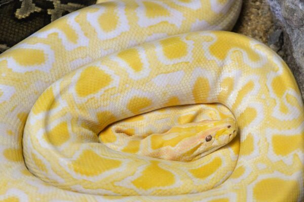 Molécula de píton pode reduzir o apetite. (Foto: JR via Canva)