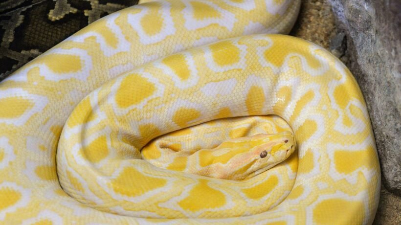 Molécula de píton pode reduzir o apetite. (Foto: JR via Canva)