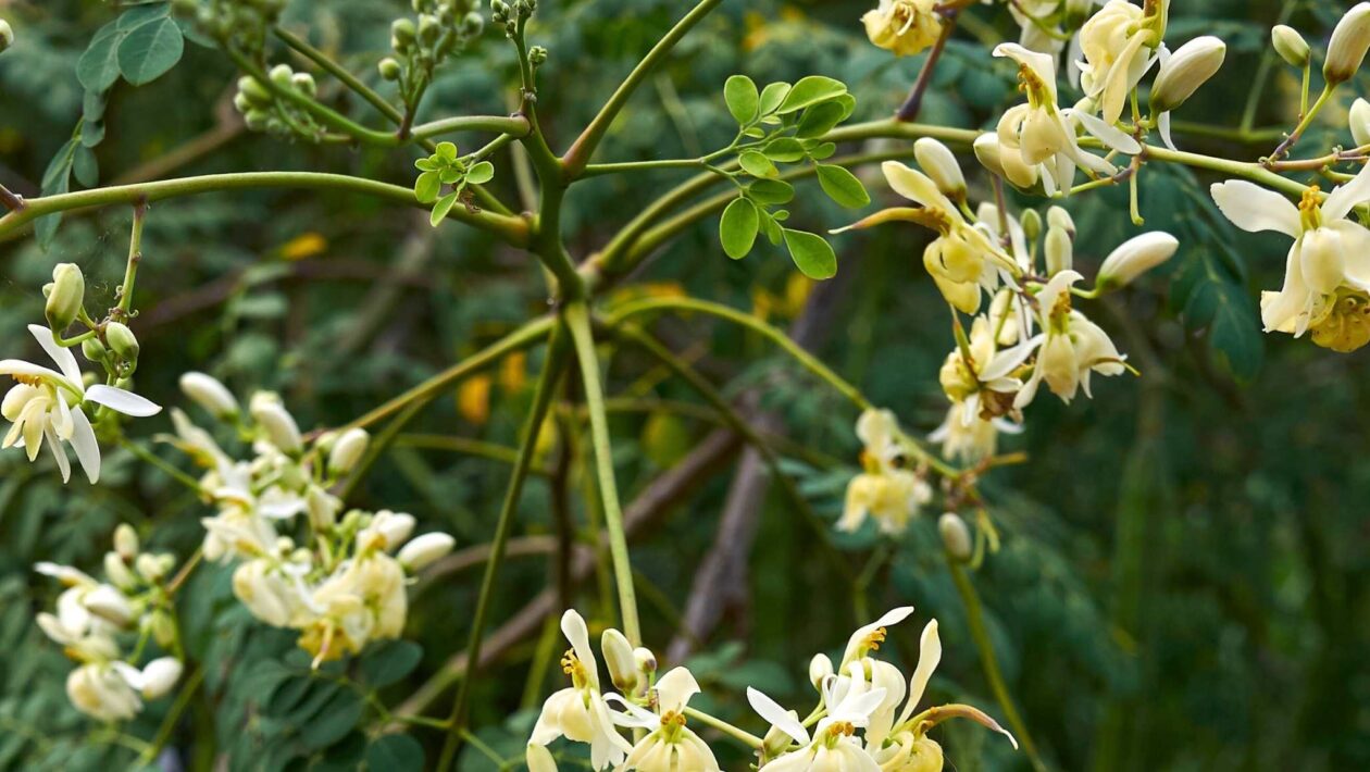 Moringa pode ajudar a retirar microplásticos da água (Imagem: Getty Images via Canva)