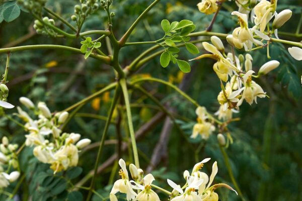 Moringa pode ajudar a retirar microplásticos da água (Imagem: Getty Images via Canva)