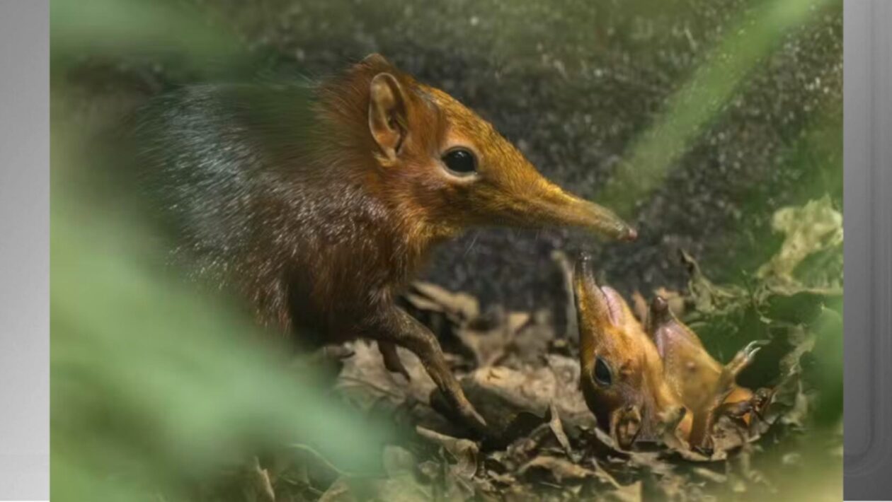 Nascimento inédito de musaranho-elefante surpreende (Imagem: Zoológico de Hertfordshire)