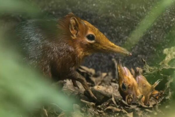 Nascimento inédito de musaranho-elefante surpreende (Imagem: Zoológico de Hertfordshire)