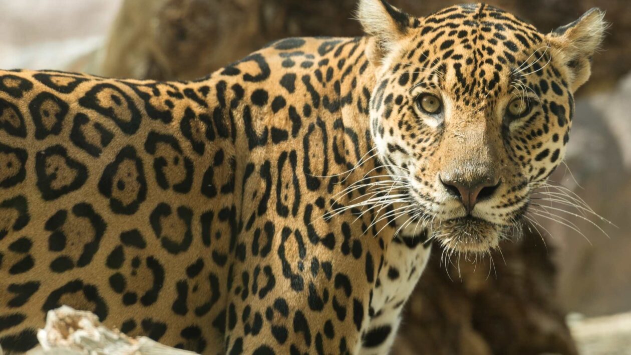 Caça ilegal ameaça futuro da onça-pintada na Mata Atlântica (Imagem: Getty Images via Canva)