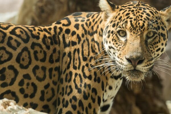 Caça ilegal ameaça futuro da onça-pintada na Mata Atlântica (Imagem: Getty Images via Canva)