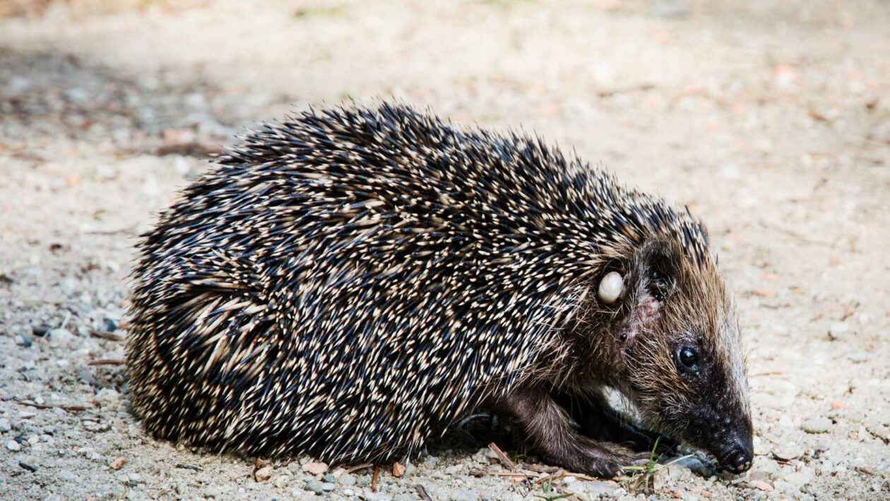 Audição ultrassônica pode ajudar ouriços a evitar atropelamentos (Imagem: Getty Images via Canva)