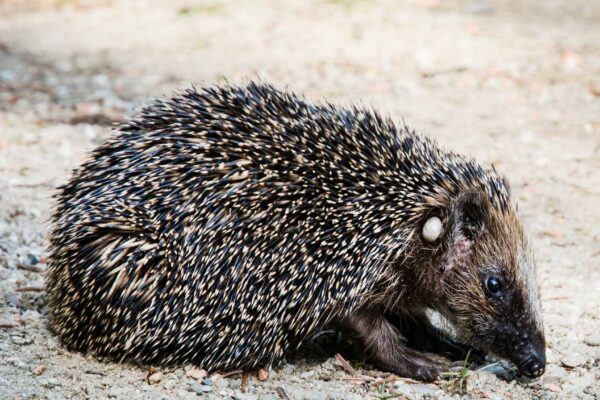 Audição ultrassônica pode ajudar ouriços a evitar atropelamentos (Imagem: Getty Images via Canva)