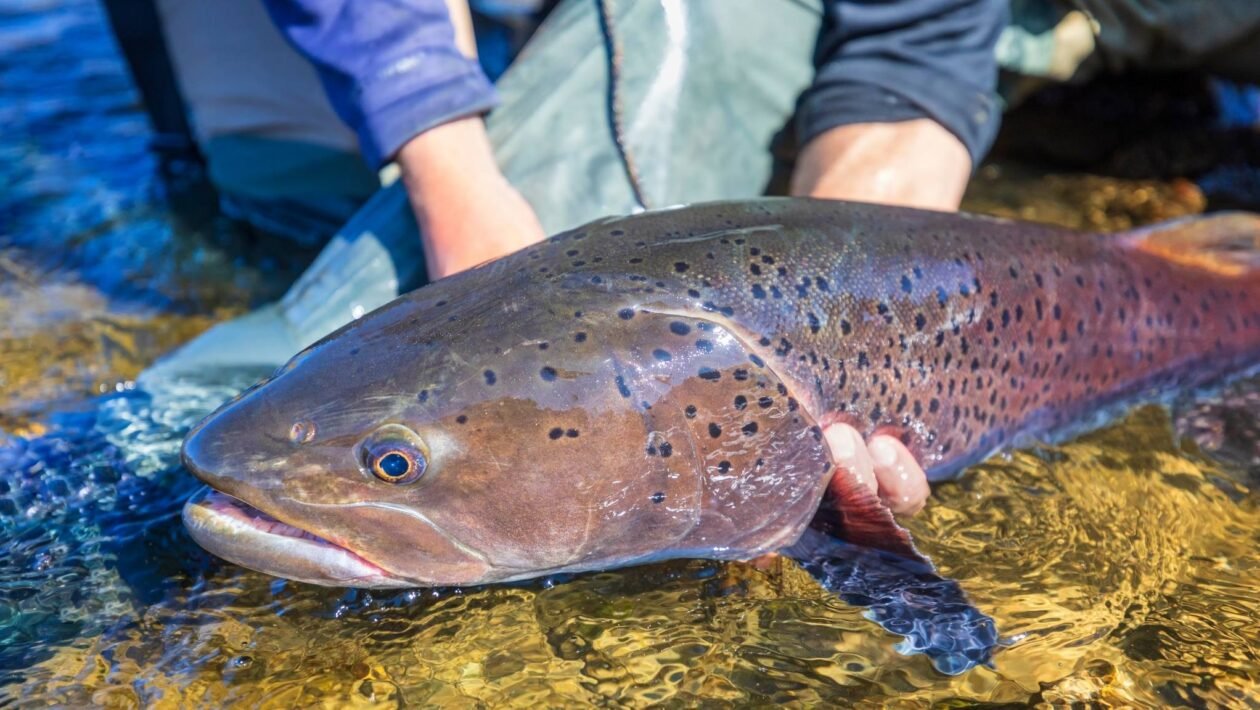 Populações de peixes migratórios despencam e revelam crise grave nos rios do mundo (Imagem: Getty Images via Canva)