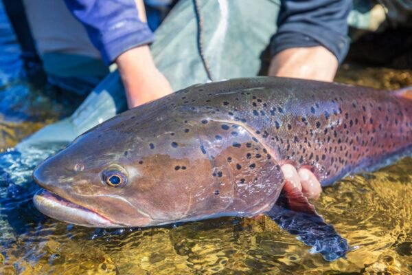 Populações de peixes migratórios despencam e revelam crise grave nos rios do mundo (Imagem: Getty Images via Canva)