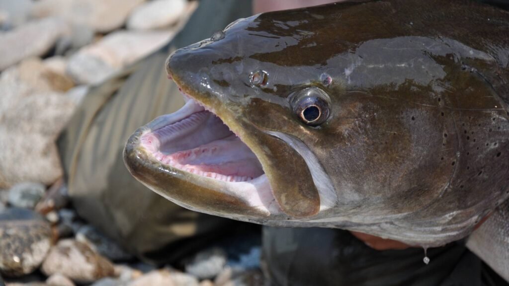 Barragens e poluição interrompem migrações e colocam espécies aquáticas em risco global (Imagem: Getty Images via Canva)