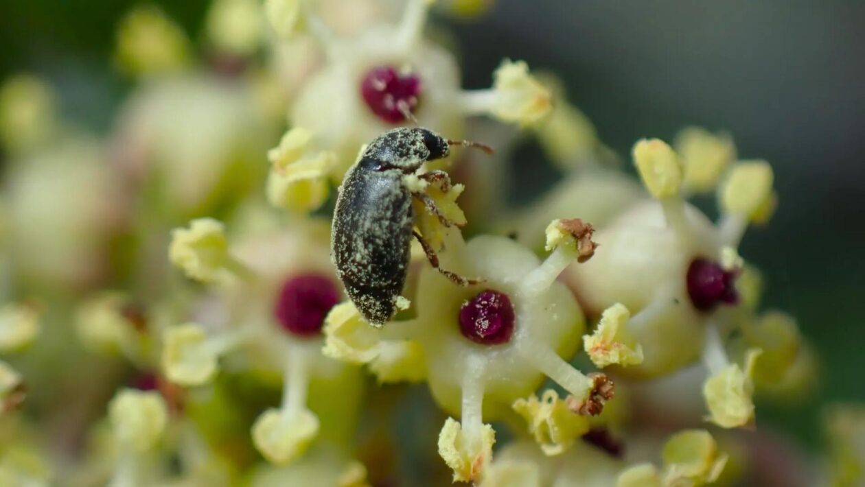 Estudo revela parceria surpreendente entre planta japonesa e besouros (Imagem: Suzu Kawashima)