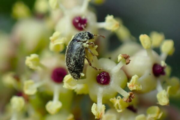 Estudo revela parceria surpreendente entre planta japonesa e besouros (Imagem: Suzu Kawashima)