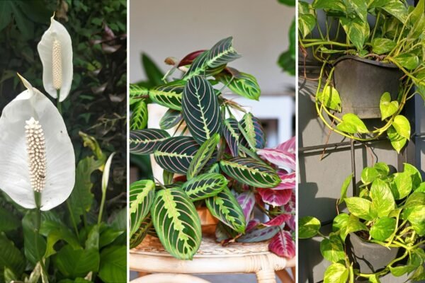 Lírio da paz, Maranta e jiboia dourada vivem bem em ambientes internos. (Fotos via Canva)