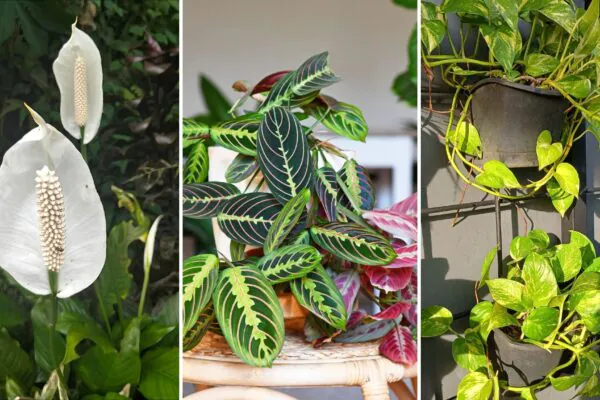 Lírio da paz, Maranta e jiboia dourada vivem bem em ambientes internos. (Fotos via Canva)