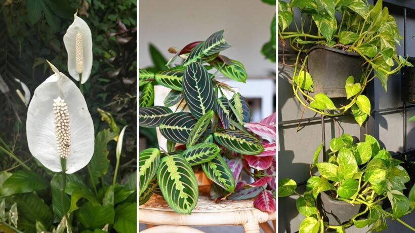 Lírio da paz, Maranta e jiboia dourada vivem bem em ambientes internos. (Fotos via Canva)