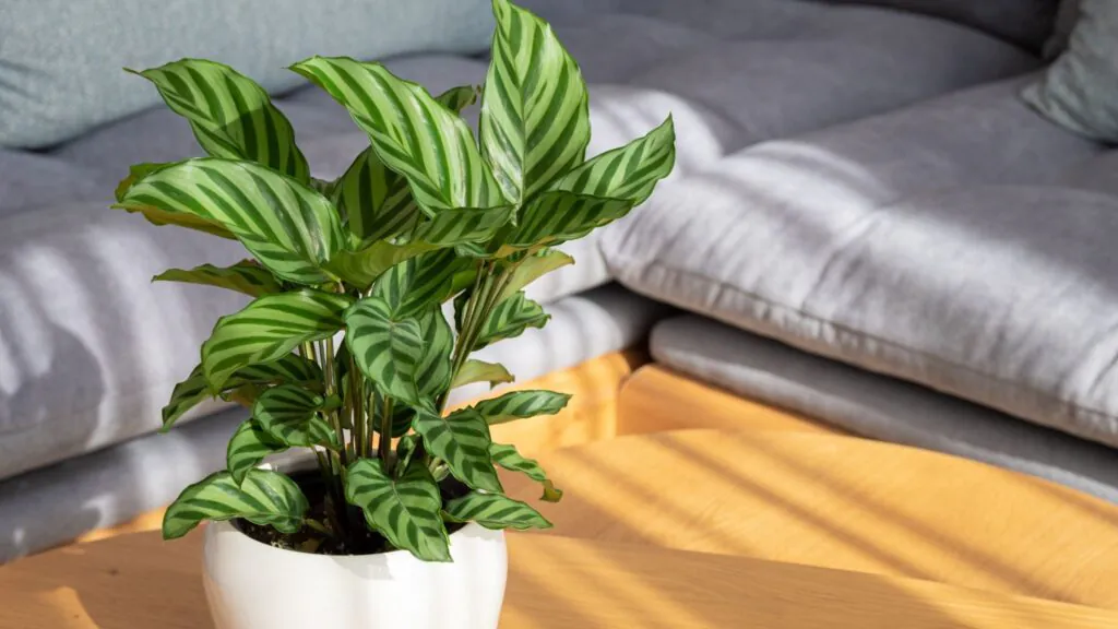 Calathea Freddie é uma das plantas que não precisam de sol. (Foto: Getty Images via Canva)