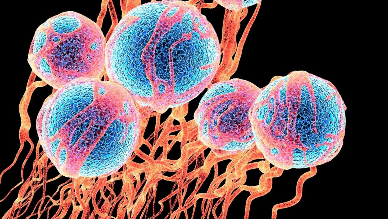 Células cancerígenas (azul) e novos vasos sanguíneos. (Foto: Science Photo Library via Canva)