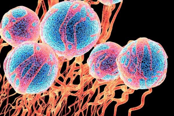 Células cancerígenas (azul) e novos vasos sanguíneos. (Foto: Science Photo Library via Canva)