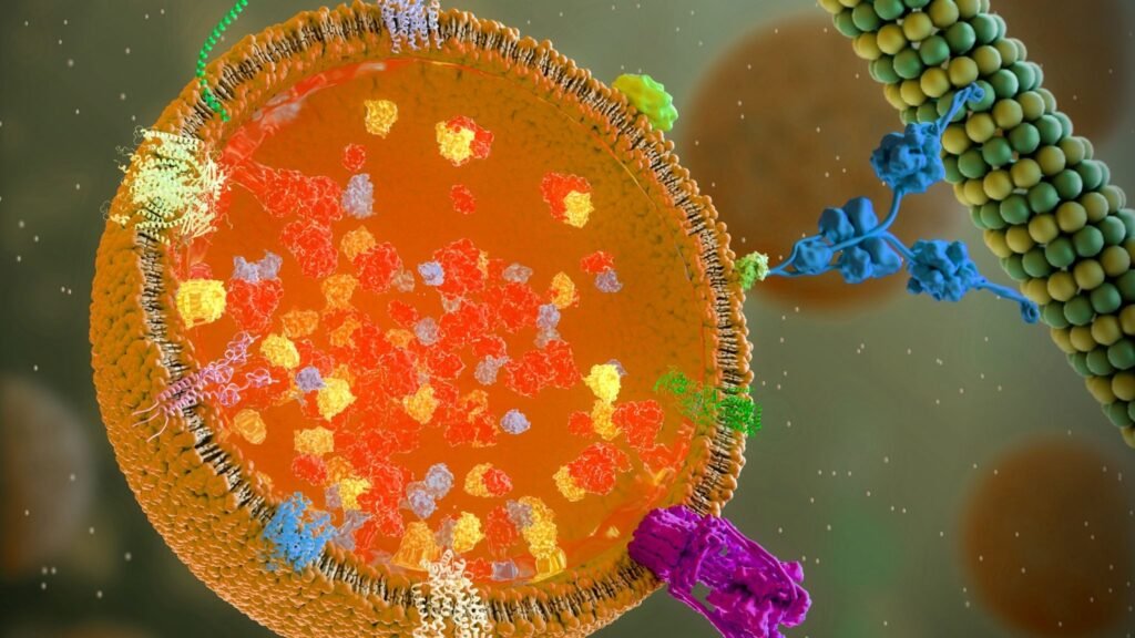 Secção de um lisossomo com enzimas (laranja) e proteínas. (Foto: Science Photo Library via Canva)