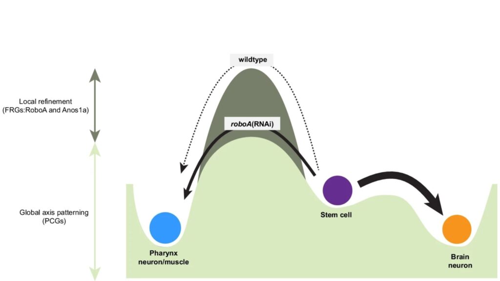PCGs e RoboA/Anos1a regulam destino celular e evitam diferenciação inadequada (Imagem: Wang, KT., Tsai, FY., Chen, YC. et al./ CC BY-SA 4.0 )