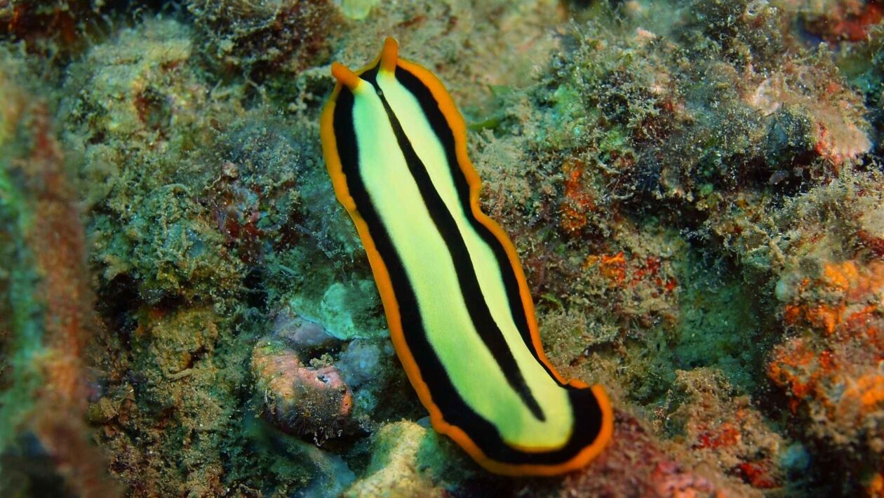 Como planárias regeneram sem cometer erros celulares (Imagem: Getty Images via Canva)