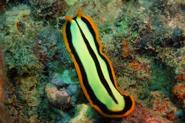 Como planárias regeneram sem cometer erros celulares (Imagem: Getty Images via Canva)