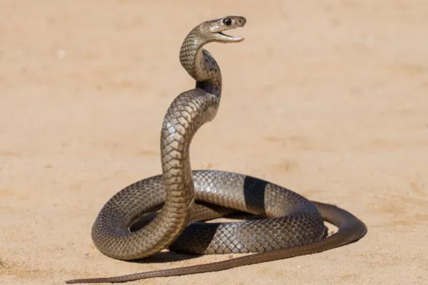 Cobras em pé inspiram robôs mais estáveis e eficientes (Imagem: Getty Images via Canva)