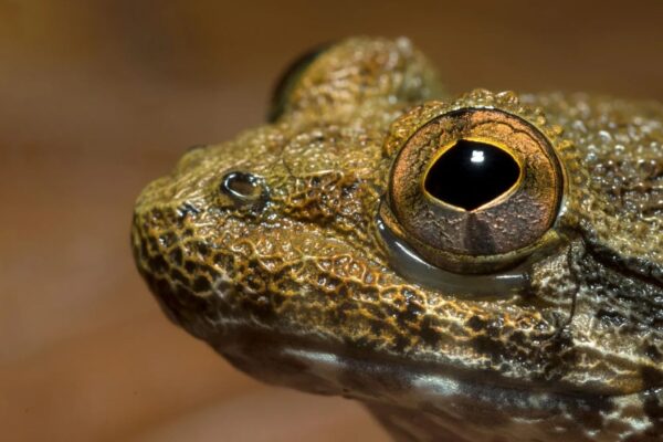 Pesquisa revela nova espécie entre sapos com presas da ilha de Bornéu (Imagem: Chan Kin Onn, Universidade Estadual de Michigan)