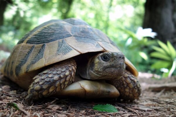 Alimentação foi decisiva para tartarugas enfrentarem o colapso global dos dinossauros (Imagem: Getty Images via Canva)