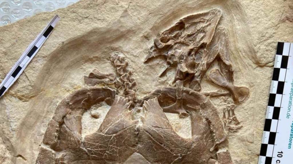 Tartaruga jurássica com mandíbulas robustas, adaptadas para quebrar presas de casca dura (Imagem: Serjoscha Evers)