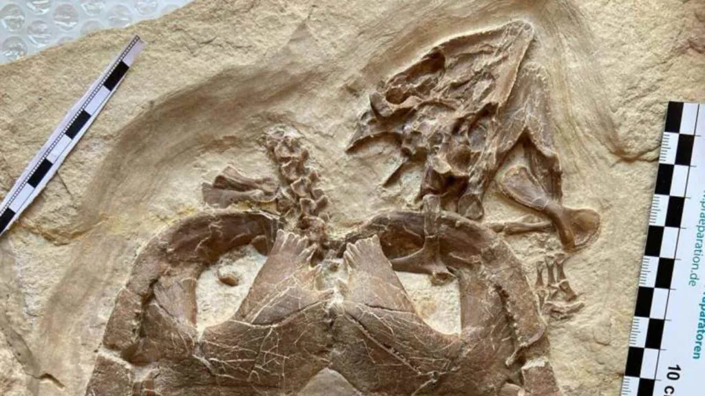 Tartaruga jurássica com mandíbulas robustas, adaptadas para quebrar presas de casca dura (Imagem: Serjoscha Evers) 